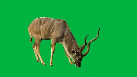 Gazelle Greenscreen89 Stock Footage 198652826
