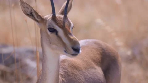 Gazelle of Hatay Stock Footage 237082216