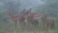 Gazelle Moms and Babies in African Rain Storm GFHD HD Footage