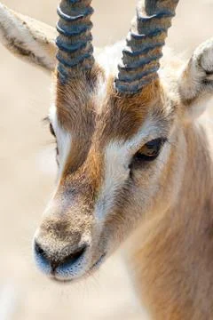 Gazelle Stock Photos