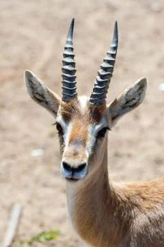 Gazelle Stock Photos