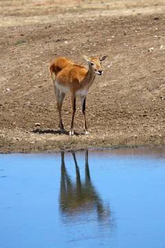 Gazelle Stock Photos