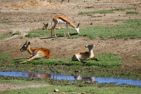 Gazelle Stock Photos
