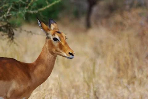 Gazelle Stock Photos