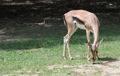 Gazelle Foto stock