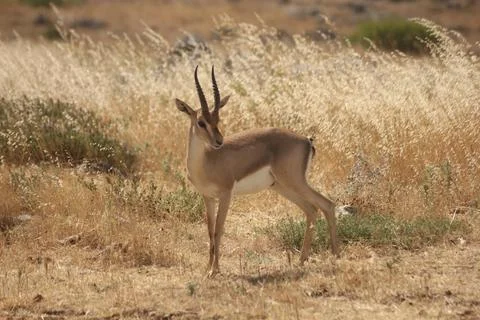 Gazelle Stock Photos