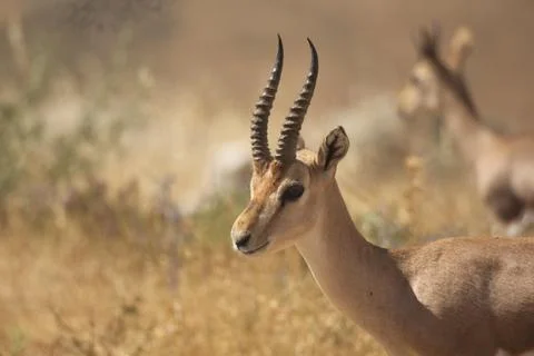Gazelle Stock Photos