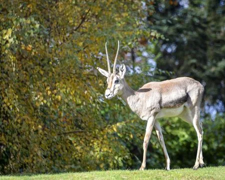 Gazelle Stock Photos