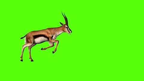 gazelle running drawing