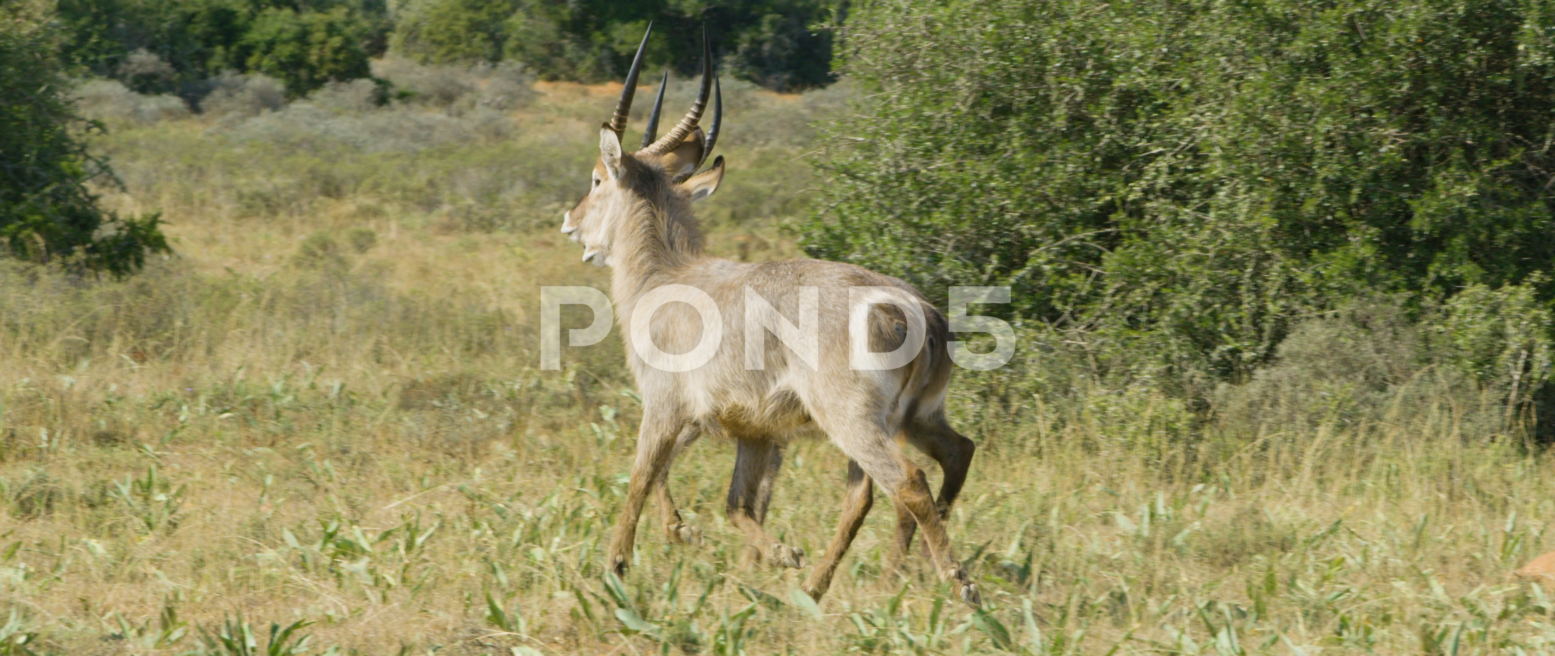 Gazelle running through the African sava... | Stock Video | Pond5