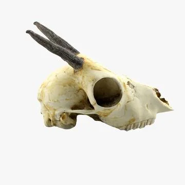 Gazelle Skull 3D Model
