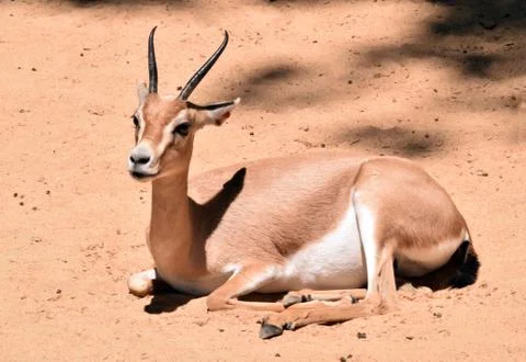 Gazelle, zoo animals Stock Photos