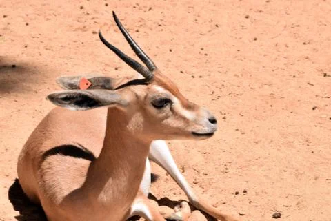 Gazelle, zoo animals Stock Photos