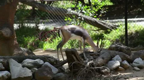 Gazelle1 Video stock 10881993