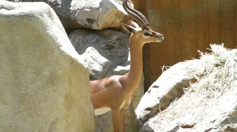 Gazelle2 Stock Footage 10881800