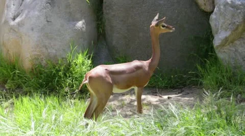 Gazelle3 Stock Footage 10882820