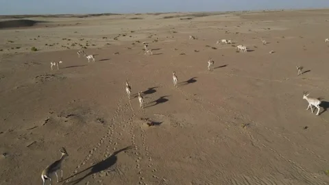 Gazelles in the Desert Stock Footage 156960963