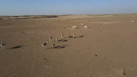 Gazelles in the Desert Stock Footage 156961084