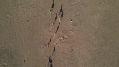 Gazelles in the Desert Stock Footage 156961093