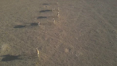 Gazelles in the Desert Stock Footage 156961241