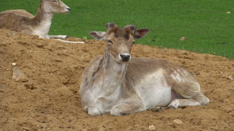 Gazelles 動画素材 111033203