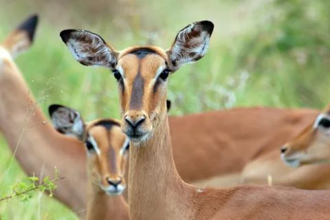 Gazelles Foto stock