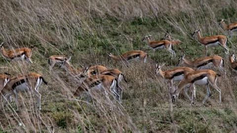 Gazelles in Tanzania Stock Photos