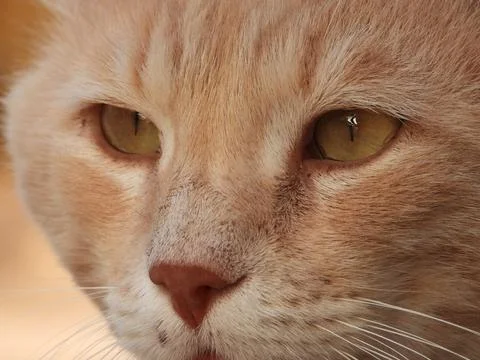 Gazing Cat Foto stock