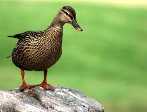Gazing duck Stock Photos