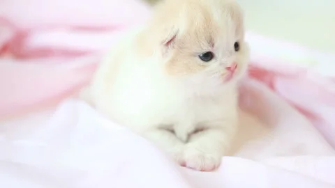 Gazing Kitten 库存影片 332500258