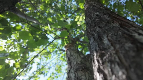Gazing Upward Through the Dense Canopy of Trees, a Unique Perspective of Natures Stock Footage 310744454