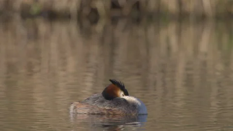 GC Grebe 6 pair resting Stock Footage 171603881