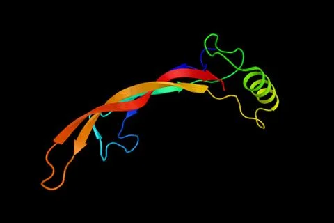 GDF2, a protein which has a role in inducing and maintaining the ability of.. Stock Illustration