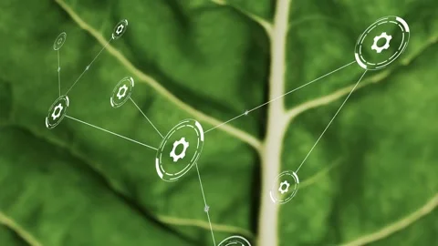 Gear node appearing on leaf, HUD network multiplying and linking via thin lines 動画素材 333336400