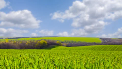 Geautiful closeup green rural field under blue cloudy sky Stock Footage 249152353
