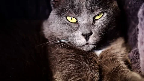 Geautiful gray cat Stock Footage 99296593