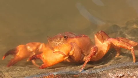 Gecarcinucoidea Stock Footage 249648372