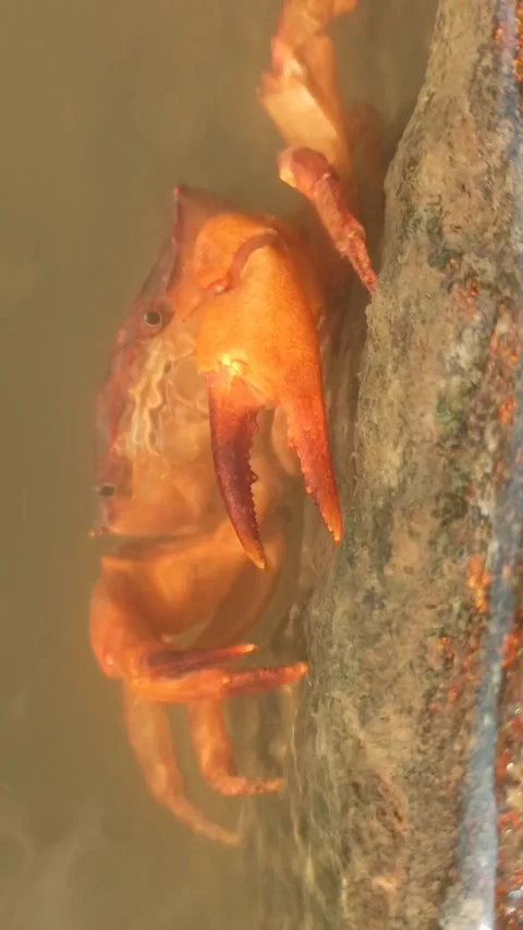 Gecarcinucoidea Video stock 249648377