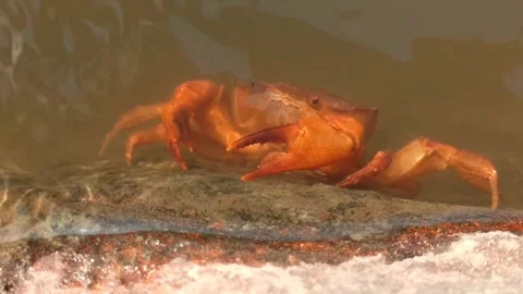 Gecarcinucoidea Stockbeeldmateriaal 249648379