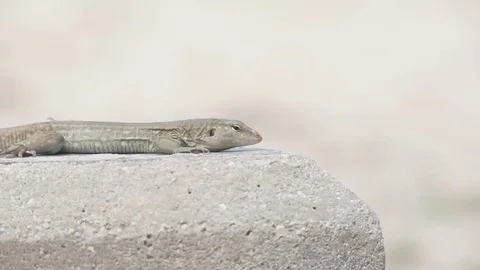 Geck on concrete Stock Footage 80222386
