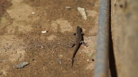 Gecko 1 Stock Footage 121177202