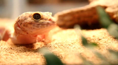 Gecko 2 Stock Footage