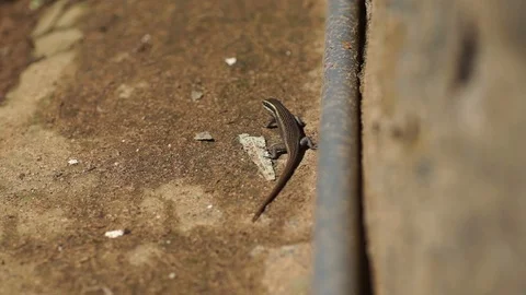 Gecko 2 Stock Footage 121177206