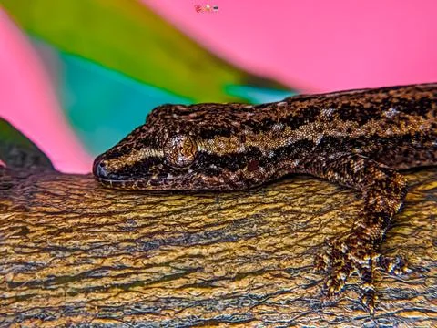 Gecko 3 hugger Stock Photos
