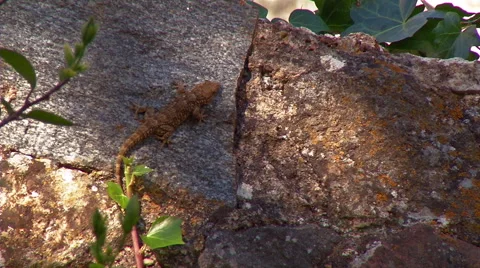 Gecko in Alentejo Stockbeeldmateriaal 48047959