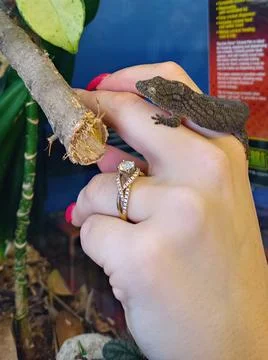 Gecko and Diamond Ring Stock Photos