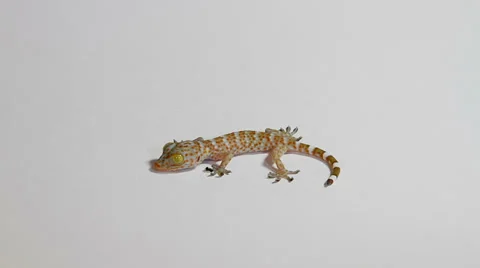 Gecko, asian lizard, walking on a white background Stock Footage 36818062