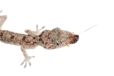 Gecko babe eat roach isolated Stock Photos