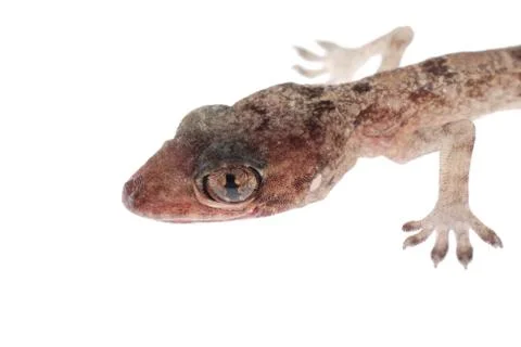 Gecko babe head isolated Foto stock