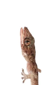 Gecko babe head isolated Foto stock